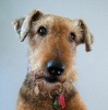 Workday Goes to the Dogs